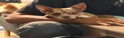 Chihuahua dogs for sale: Dolly - Ad 4