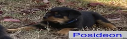 Rottweiler dogs for sale: Poseidon - Ad 10