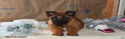 Belgian Malinois dogs for sale: Tanner - Ad 5