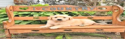 Golden Retriever dogs for sale: Dallas - Ad 1