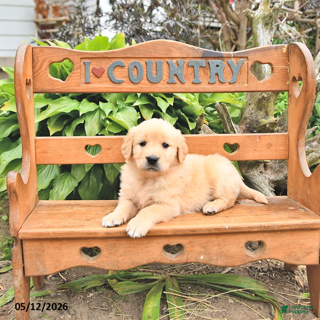 Golden Retriever dogs for sale: Dallas - Ad 1