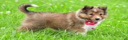 Shetland Sheepdog dogs for sale: Kaleen - Ad 12