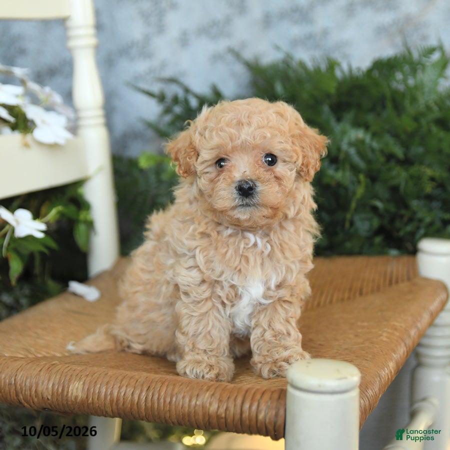 Maltipoo dogs Honey - Ad 2