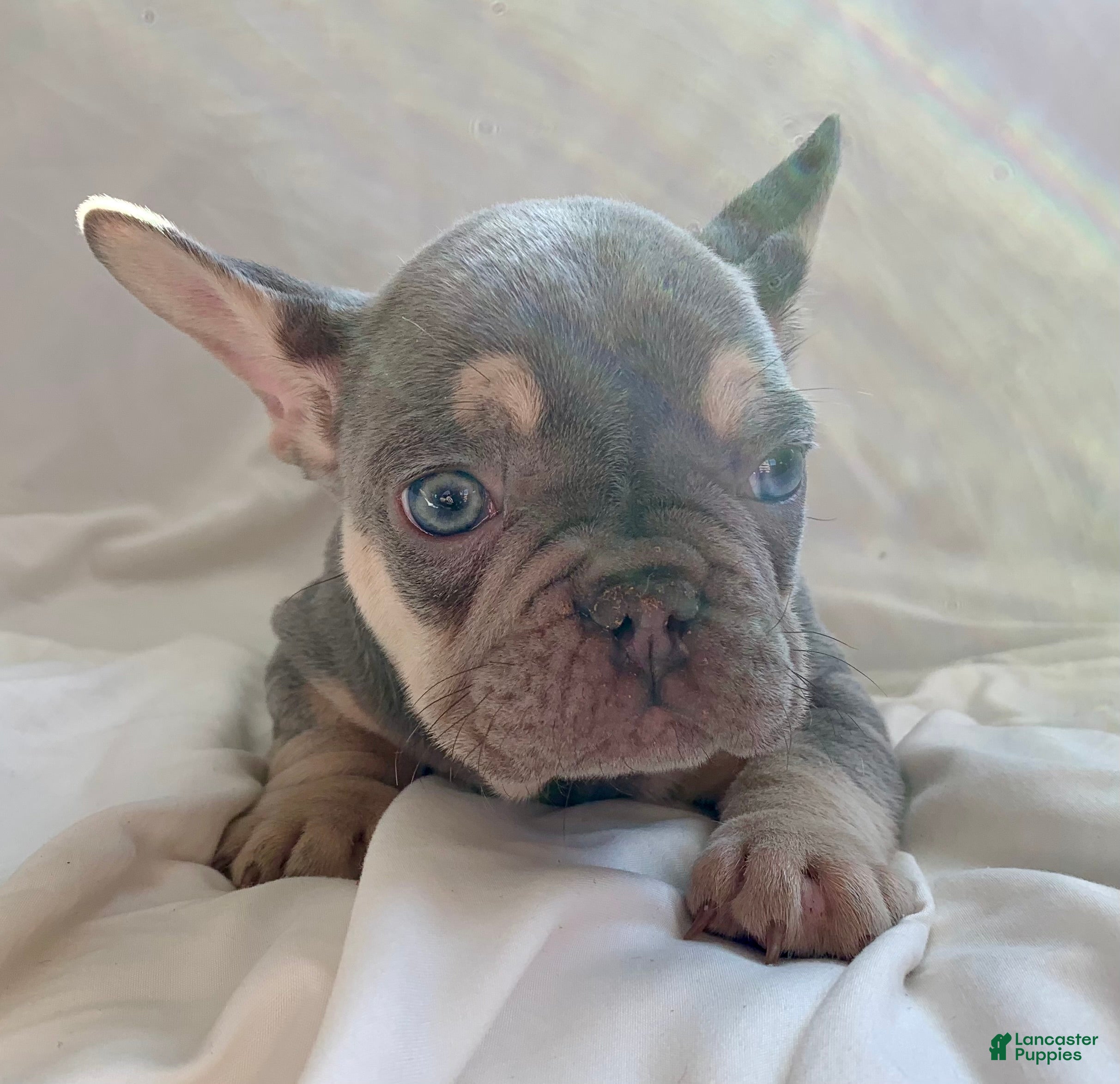 French Bulldog dogs Winston - Ad 32
