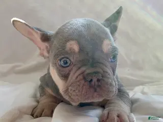 French Bulldog dogs Winston - Ad 32