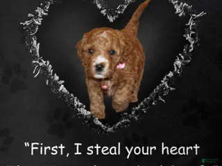 Mini Goldendoodle dogs Willow 🌷 Genetic Clear Parents - Ad 8