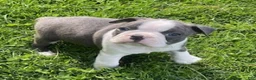 Boston Terrier dogs for sale: Chester - Ad 3