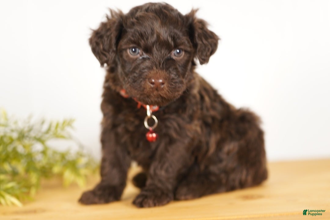 Portuguese Water Dog dogs for sale: Scott - Ad 4
