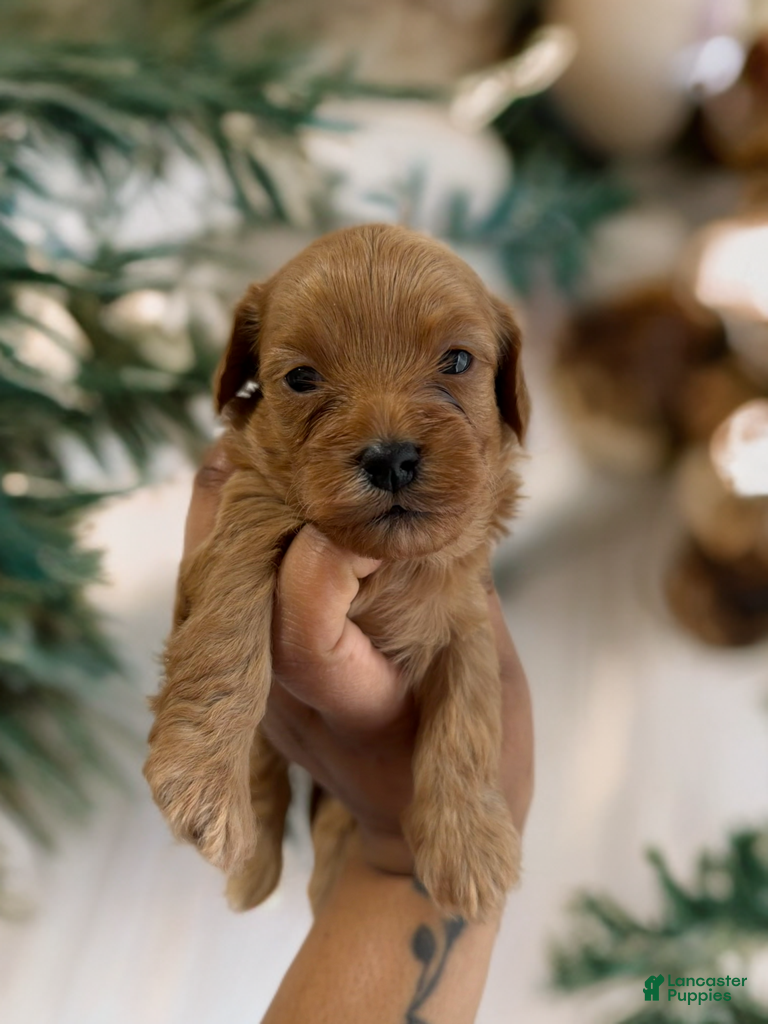 Shihpoo dogs Prince Charm - Ad 37