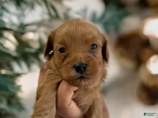 Shihpoo dogs Prince Charm - Ad 37