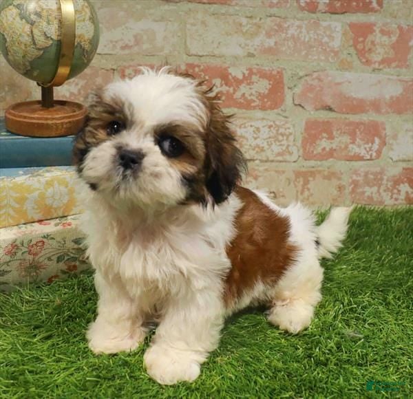Shih Tzu dogs for sale: Fay - Ad 23