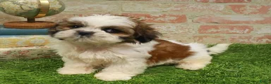 Fay