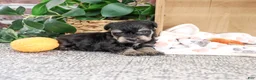 Miniature Schnauzer dogs for sale: Chief - Ad 4
