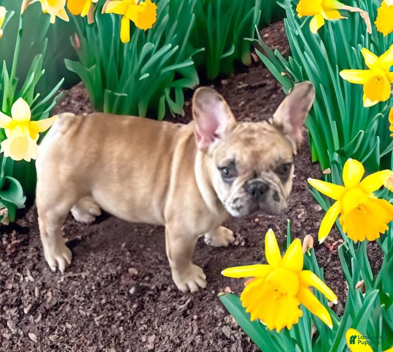 French Bulldog dogs Marilyn - Ad 1