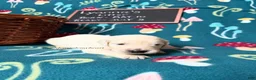 Golden Retriever dogs for sale: Misty - Ad 32