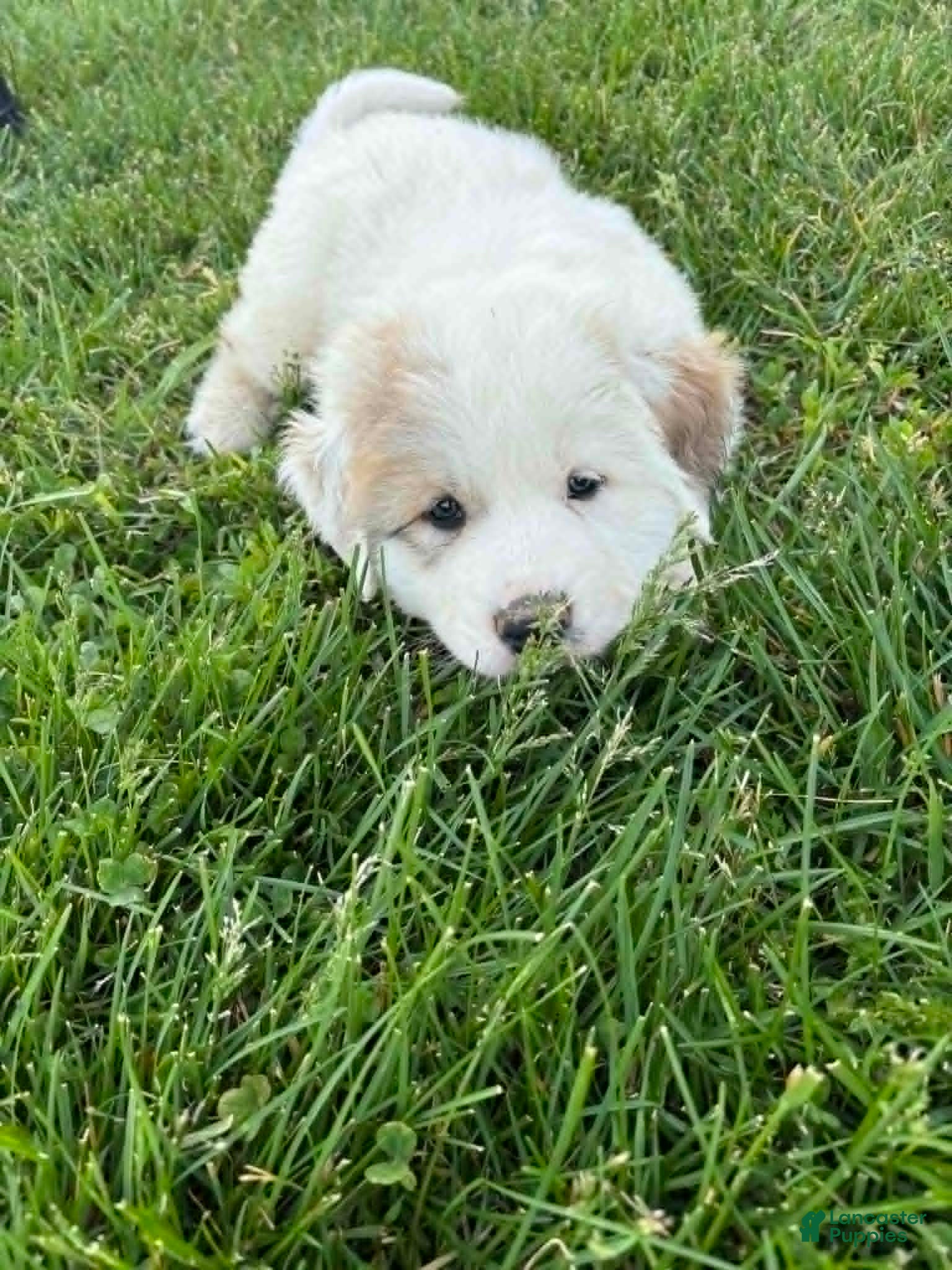 Great Pyrenees dogs Great Pyrenees Puppy 4 Red - Ad 11