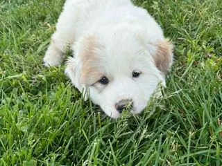 Great Pyrenees dogs Great Pyrenees Puppy 4 Red - Ad 11