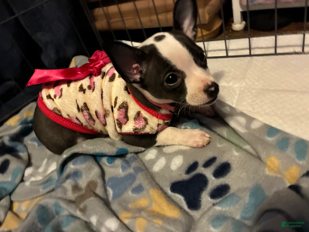 Chihuahua dogs for sale: Chihuahua Puppy 3 - Ad 3