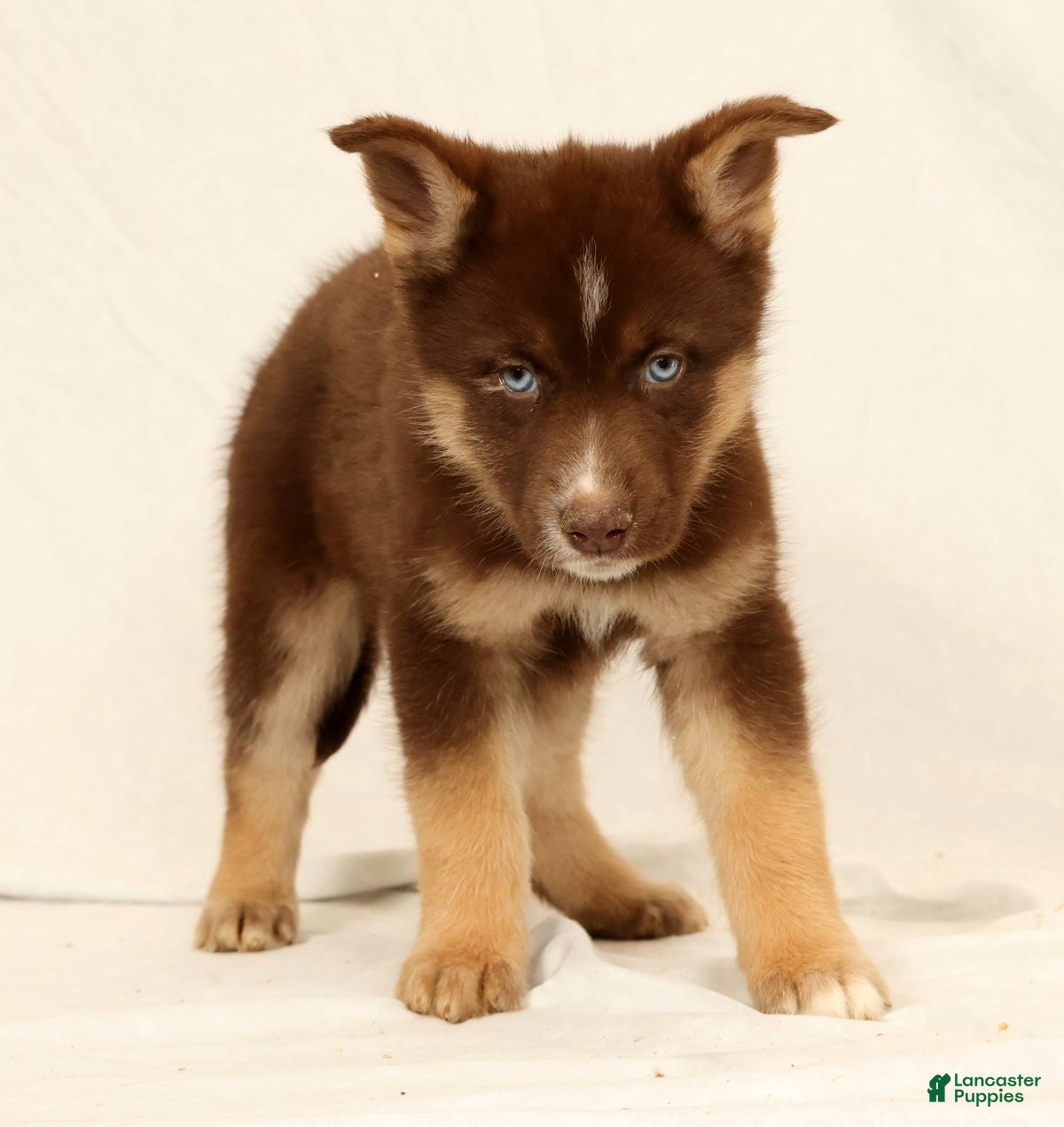 Gerberian Shepsky dogs Lindy - Ad 1