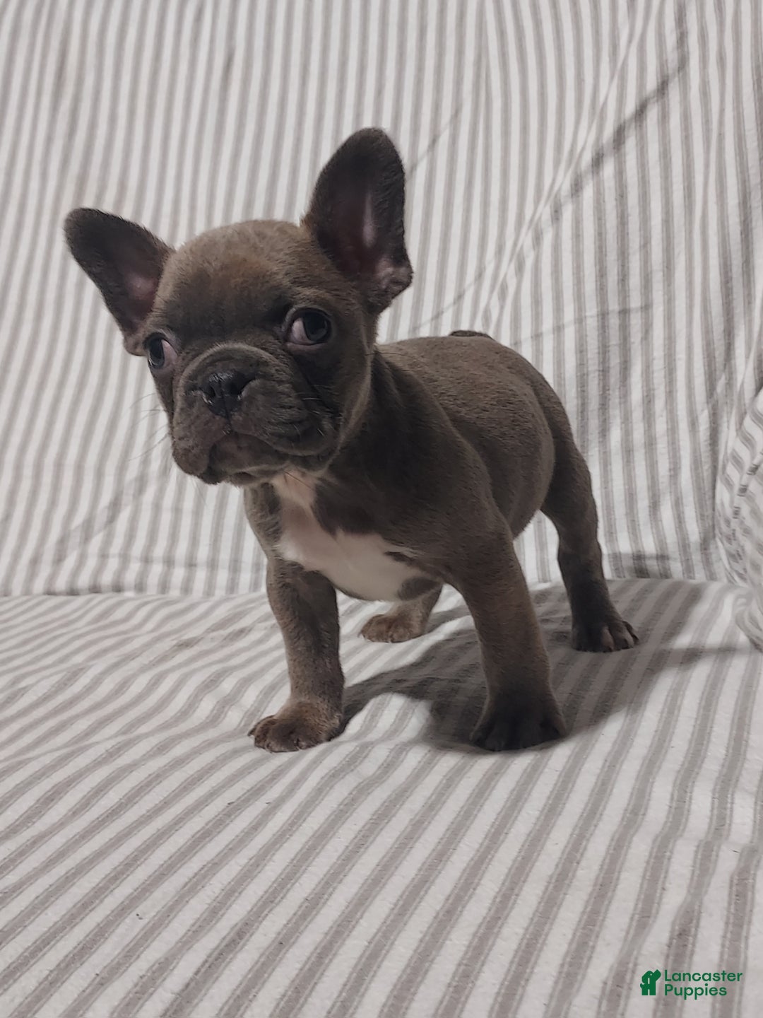 Mixed Breed dogs for sale: Cooper - Ad 8