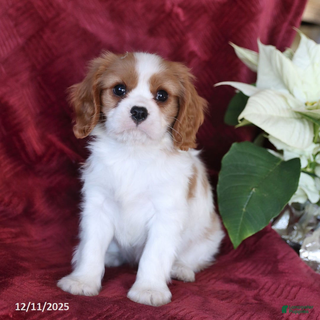 Cavalier King Charles Spaniel dogs for sale: Archie - Ad 2