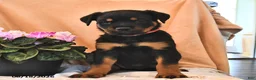 Rottweiler dogs for sale: Maggie - Ad 3