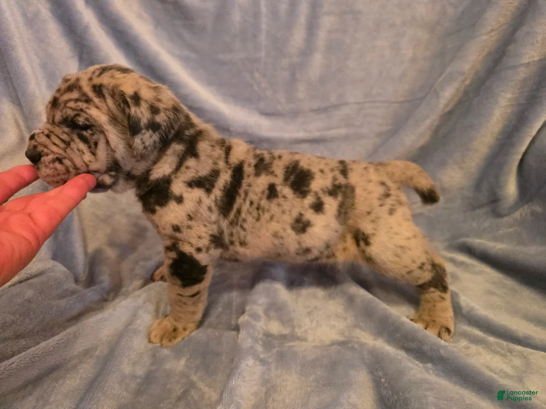 Mixed Breed dogs for sale: Dozer - Ad 2