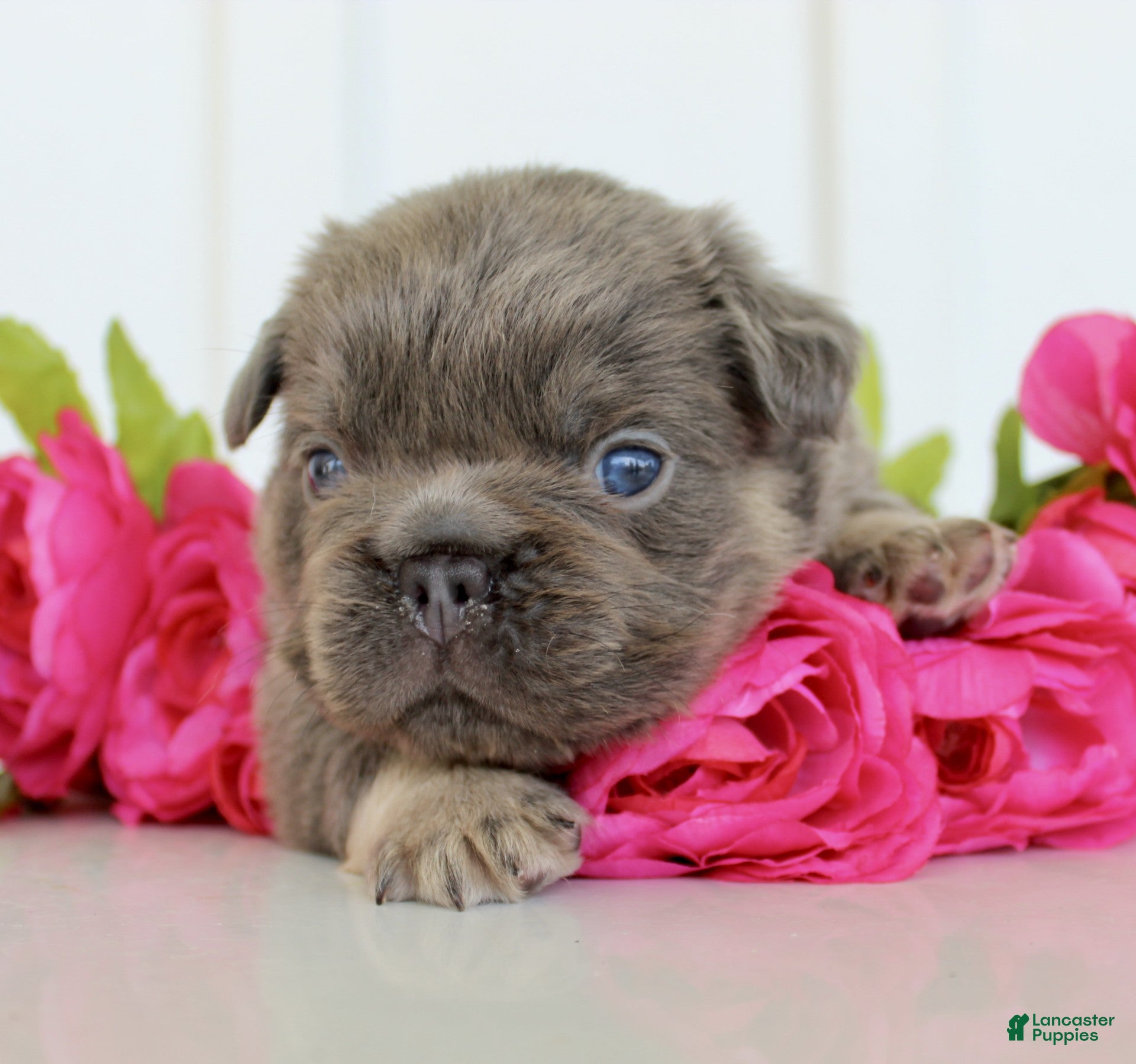 French Bulldog dogs Ezra - Ad 2