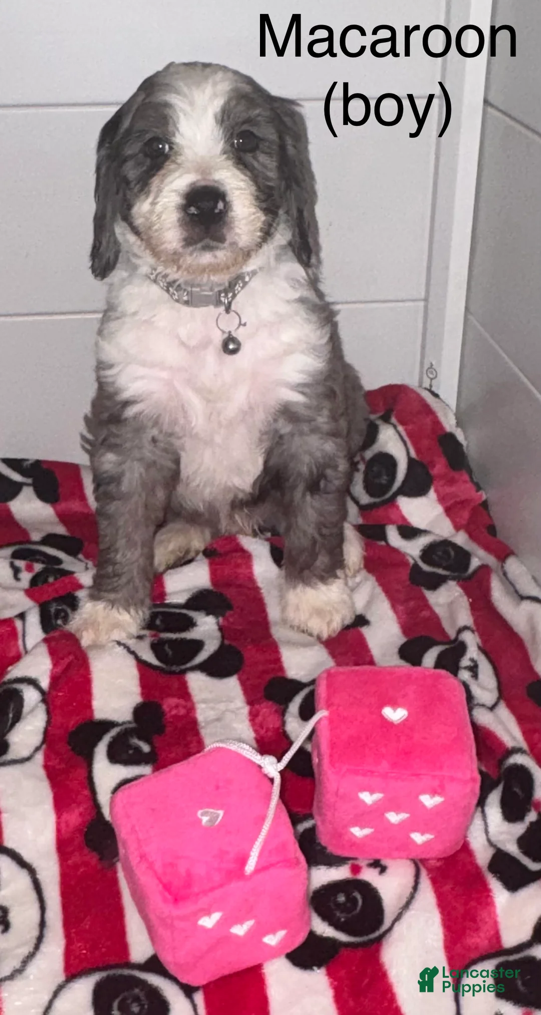 Mixed Breed dogs for sale: Mixed Breed Puppy 1 - Ad 8