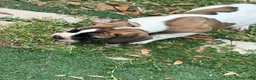 South African Boerboels dogs for sale: South African Boerboels 5 - Ad 2
