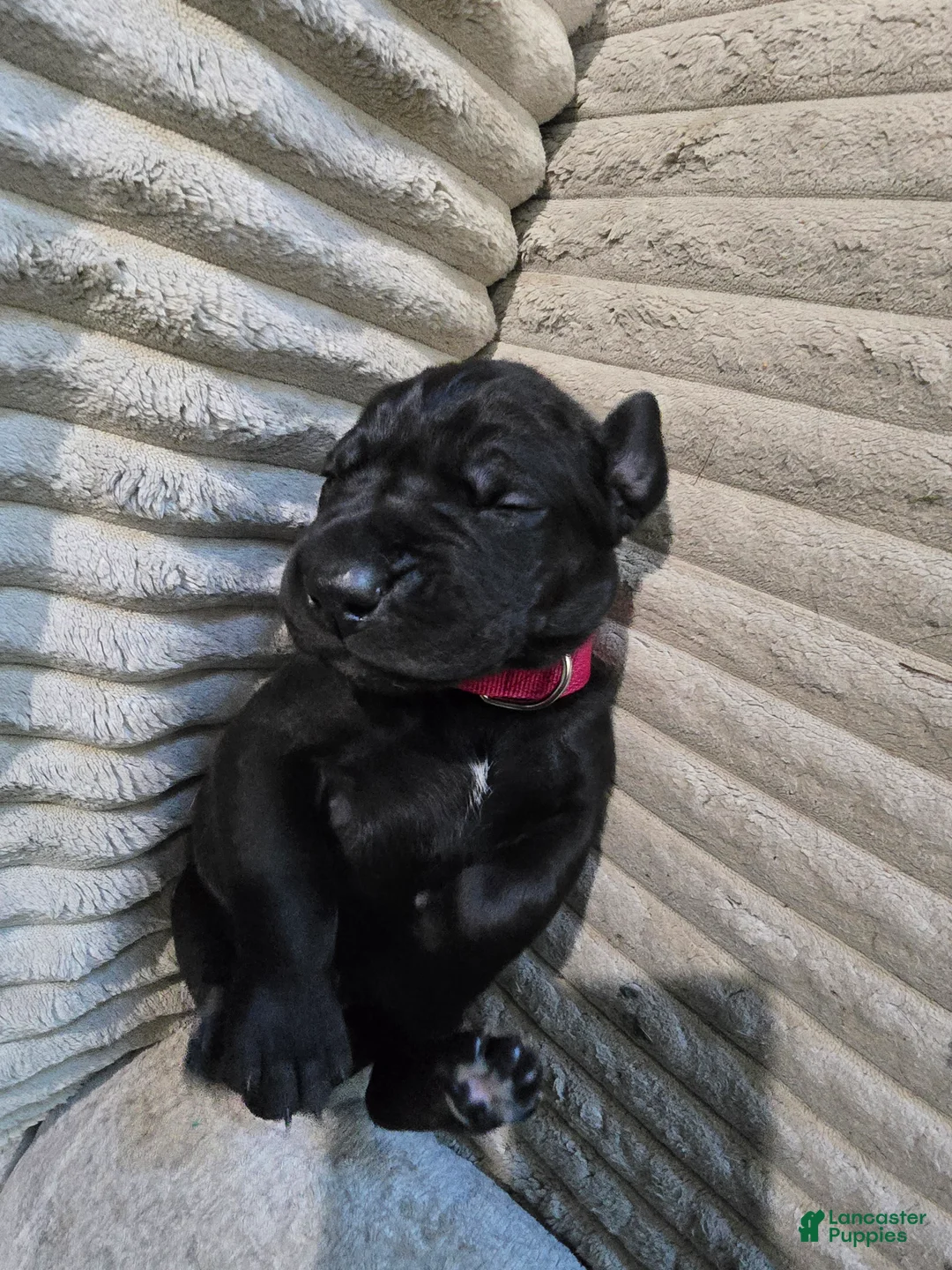Mixed Breed dogs for sale: Red - Ad 2