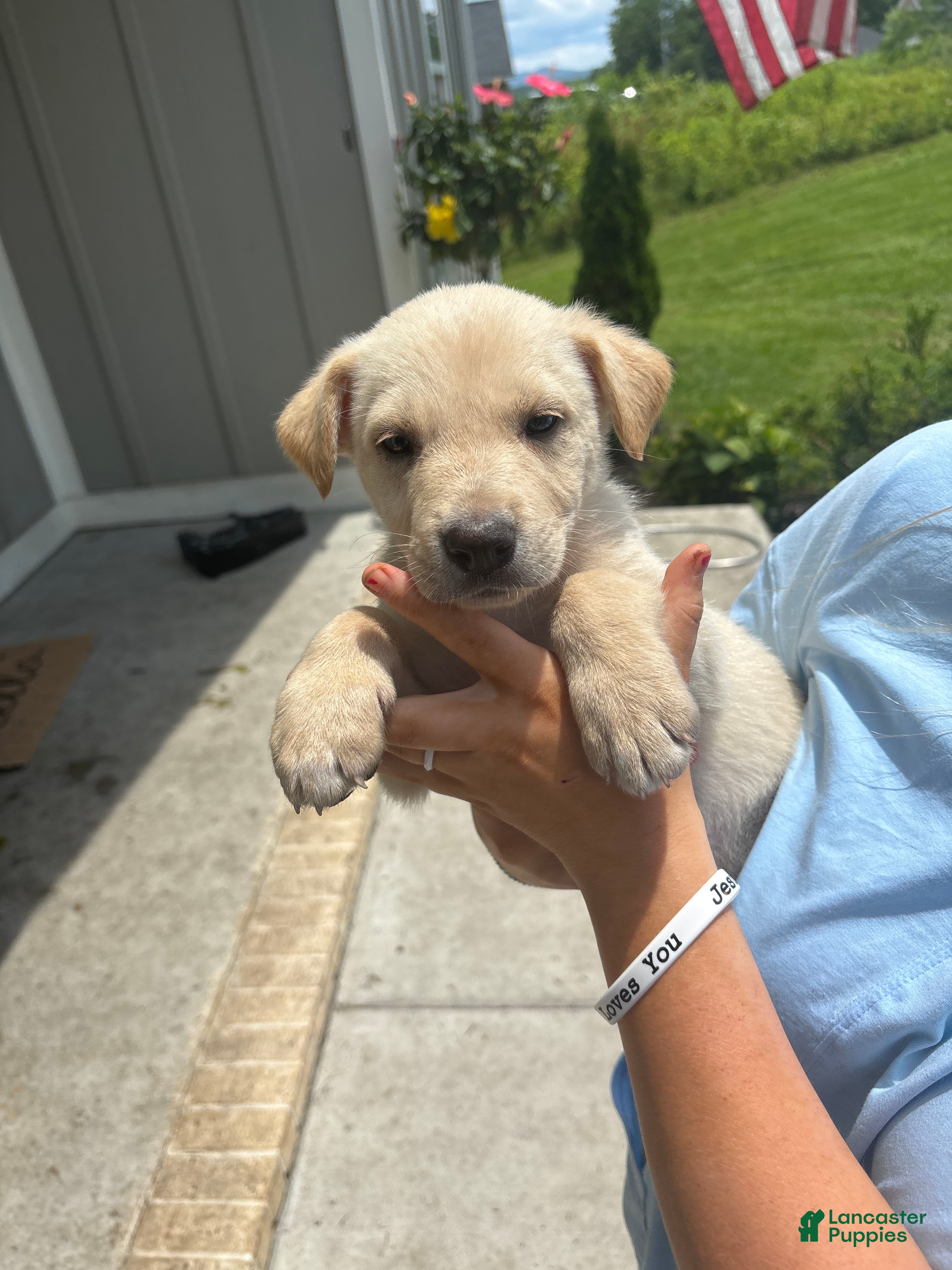 Mixed Breed dogs Mixed Breed Puppy 1 - Ad 7