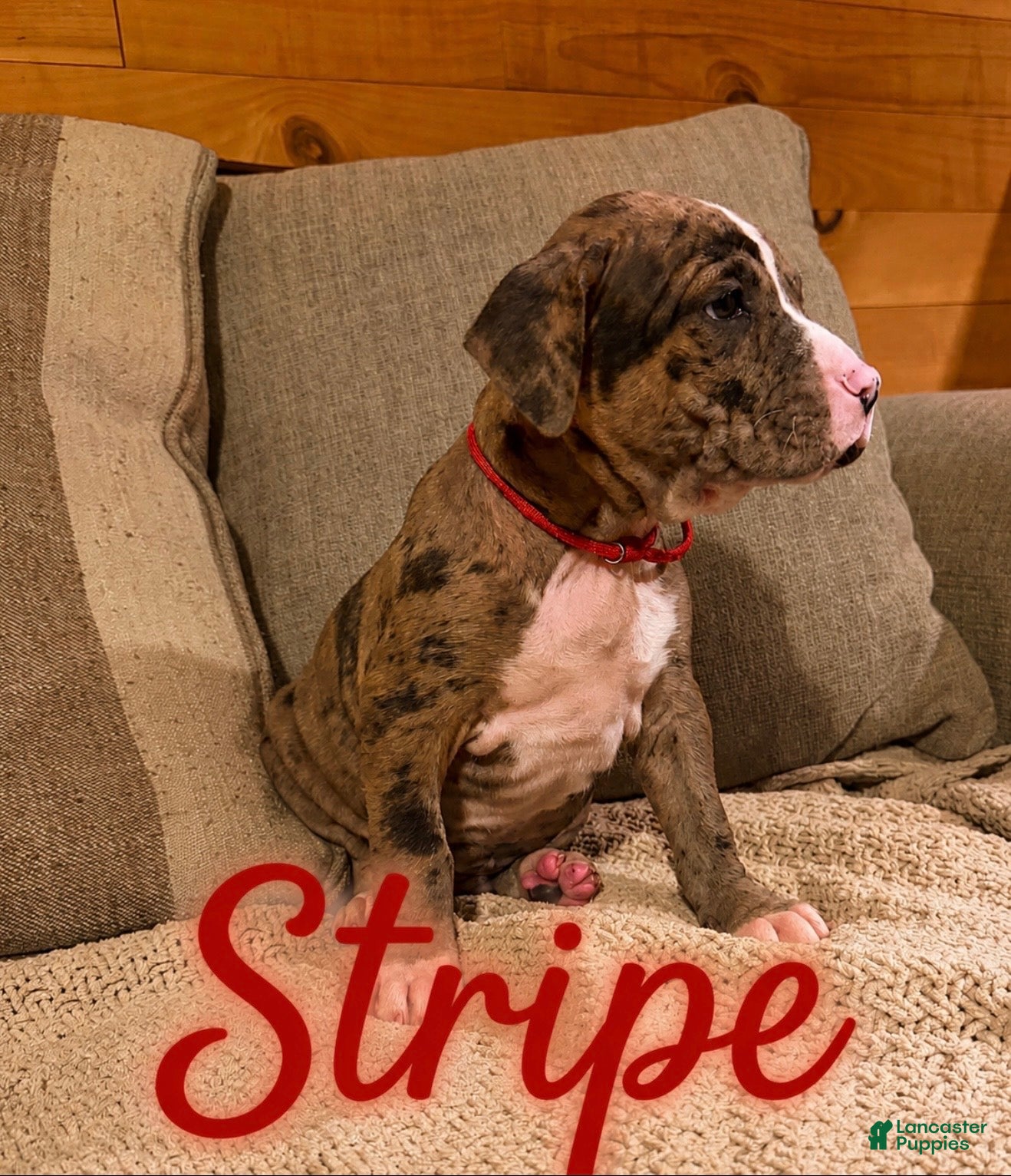 Mixed Breed dogs Mixed Breed Puppy 1 - Ad 32
