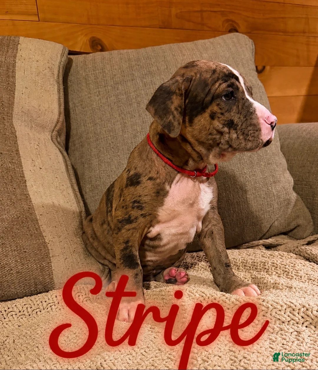 Mixed Breed dogs for sale: Mixed Breed Puppy 1 - Ad 1