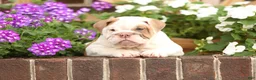 English Bulldog dogs for sale: Maple - Ad 3