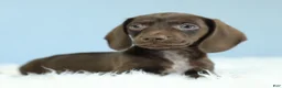 Dachshund dogs for sale: Atlas💫 - Ad 7