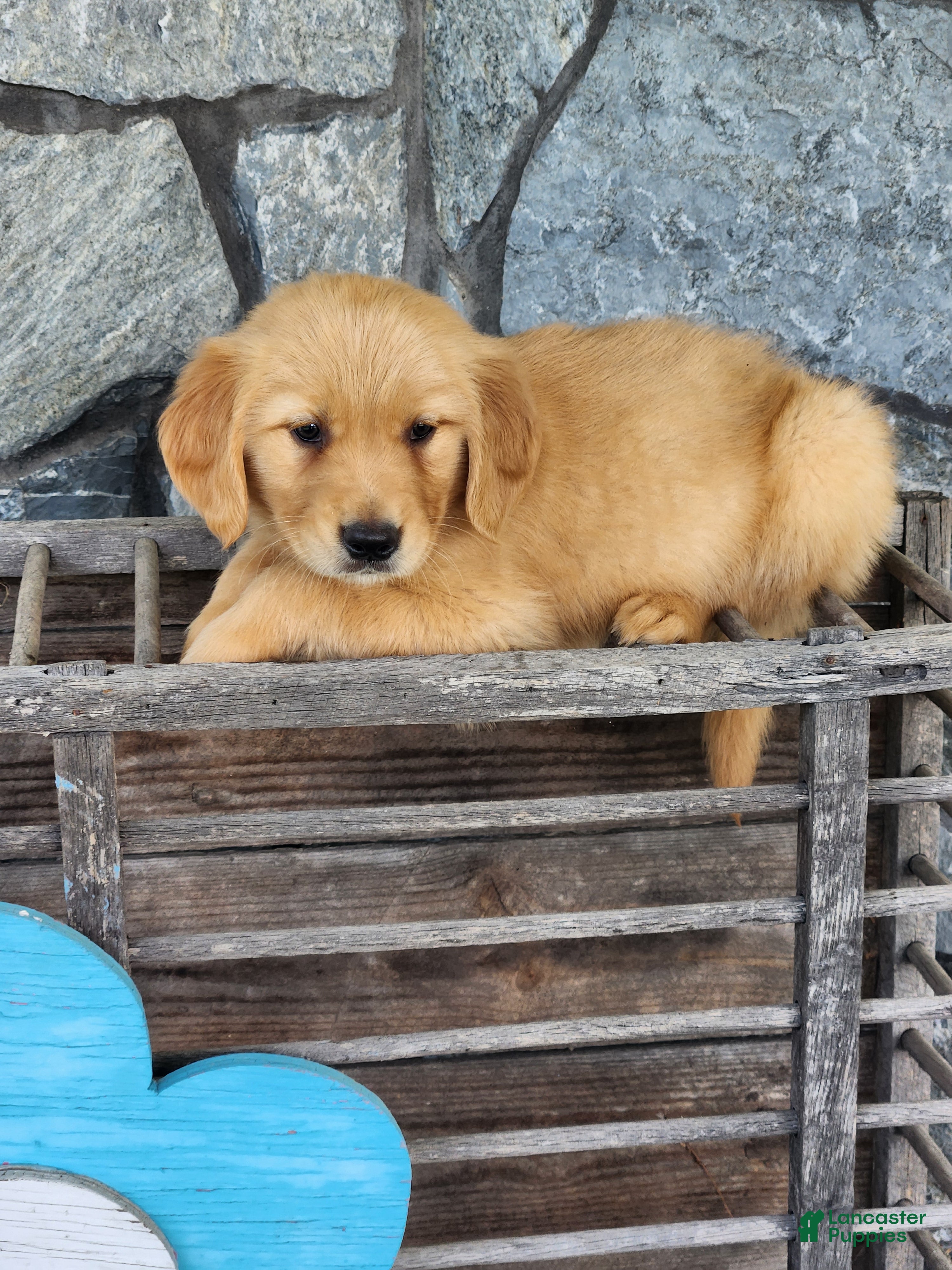 Golden Retriever dogs Ruby - Ad 1