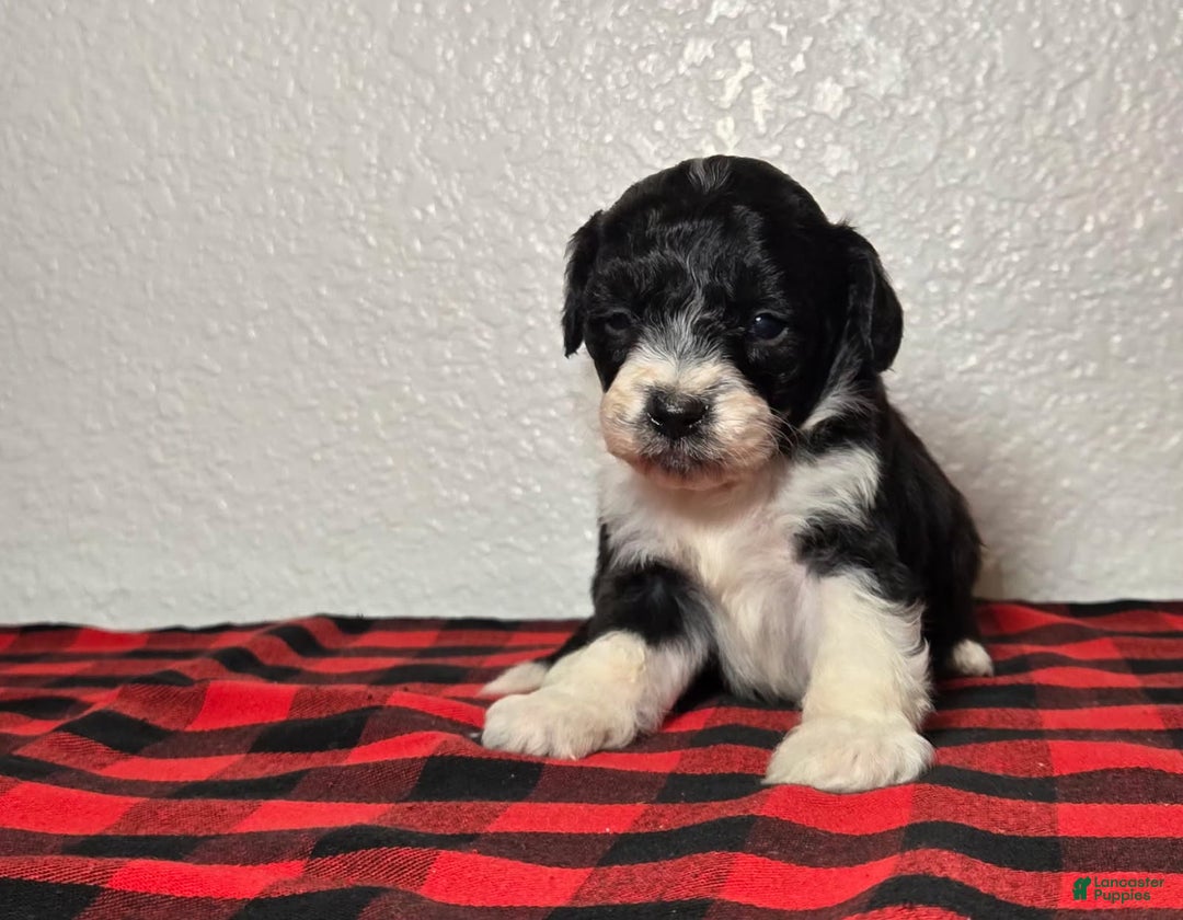 Mini Aussiedoodle dogs for sale: Sailor – Male - Ad 5