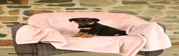 Rottweiler dogs for sale: Nickie - Ad 1
