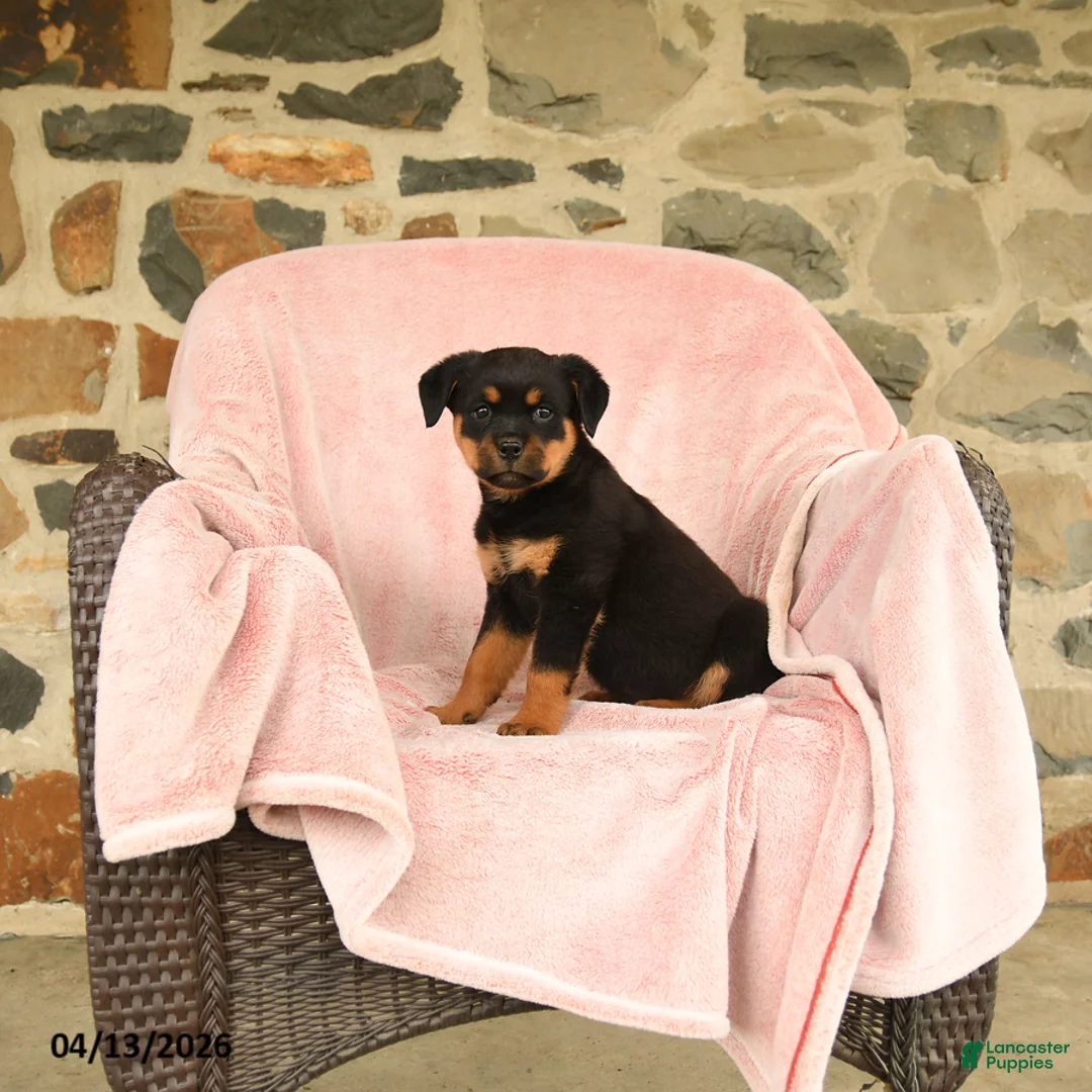Rottweiler dogs for sale: Nickie - Ad 1