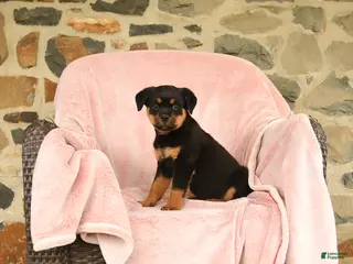 Rottweiler dogs for sale: Nickie - Ad 1