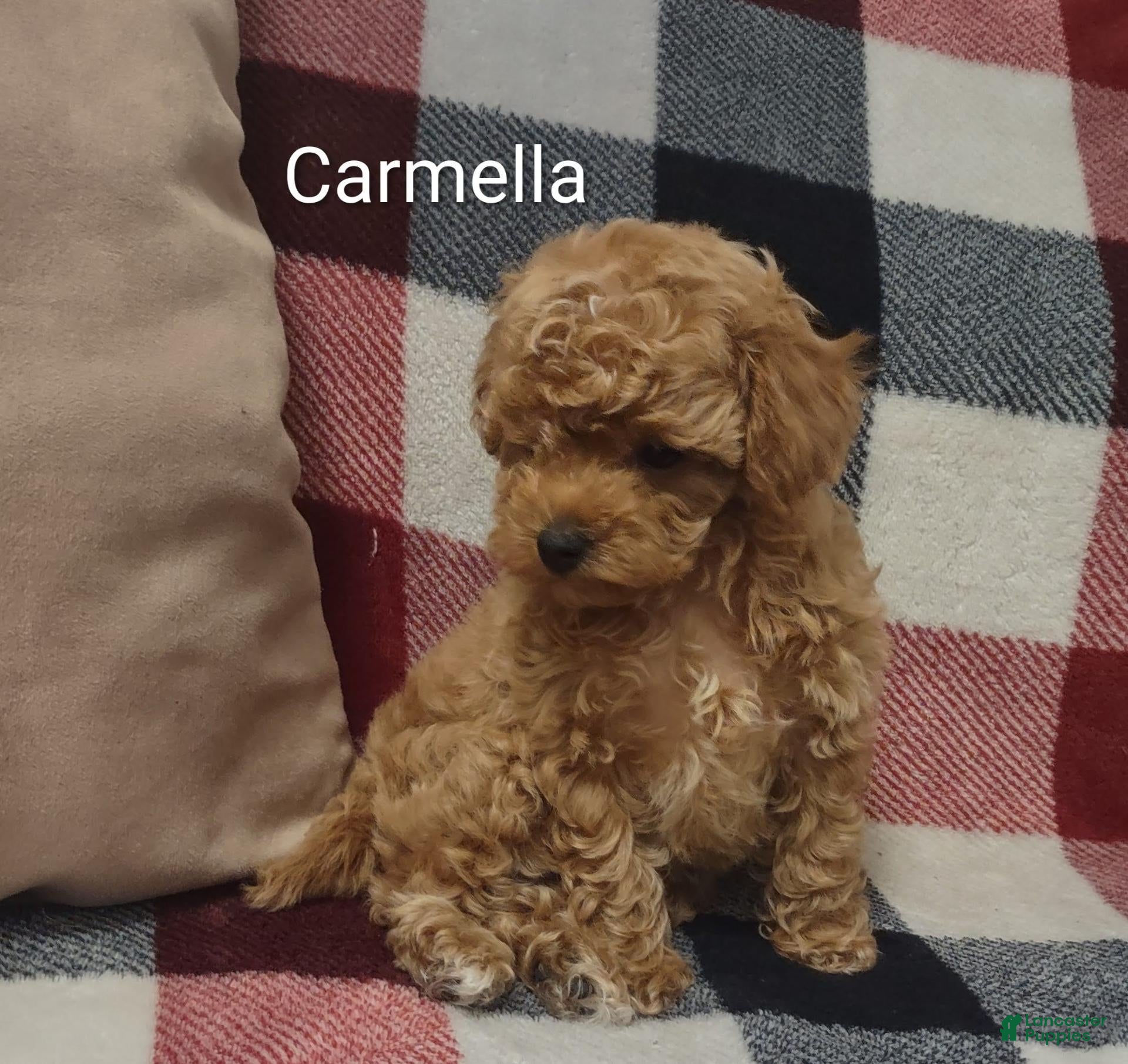Toy Poodle dogs Carmella - Ad 2