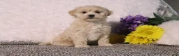 Maltipoo dogs for sale: Princess - Ad 3
