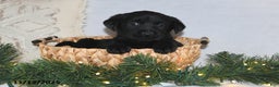 Labrador Retriever dogs for sale: Rhoda - Ad 1