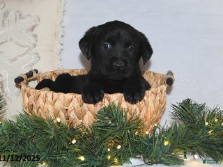 Labrador Retriever dogs Rhoda - Ad 37