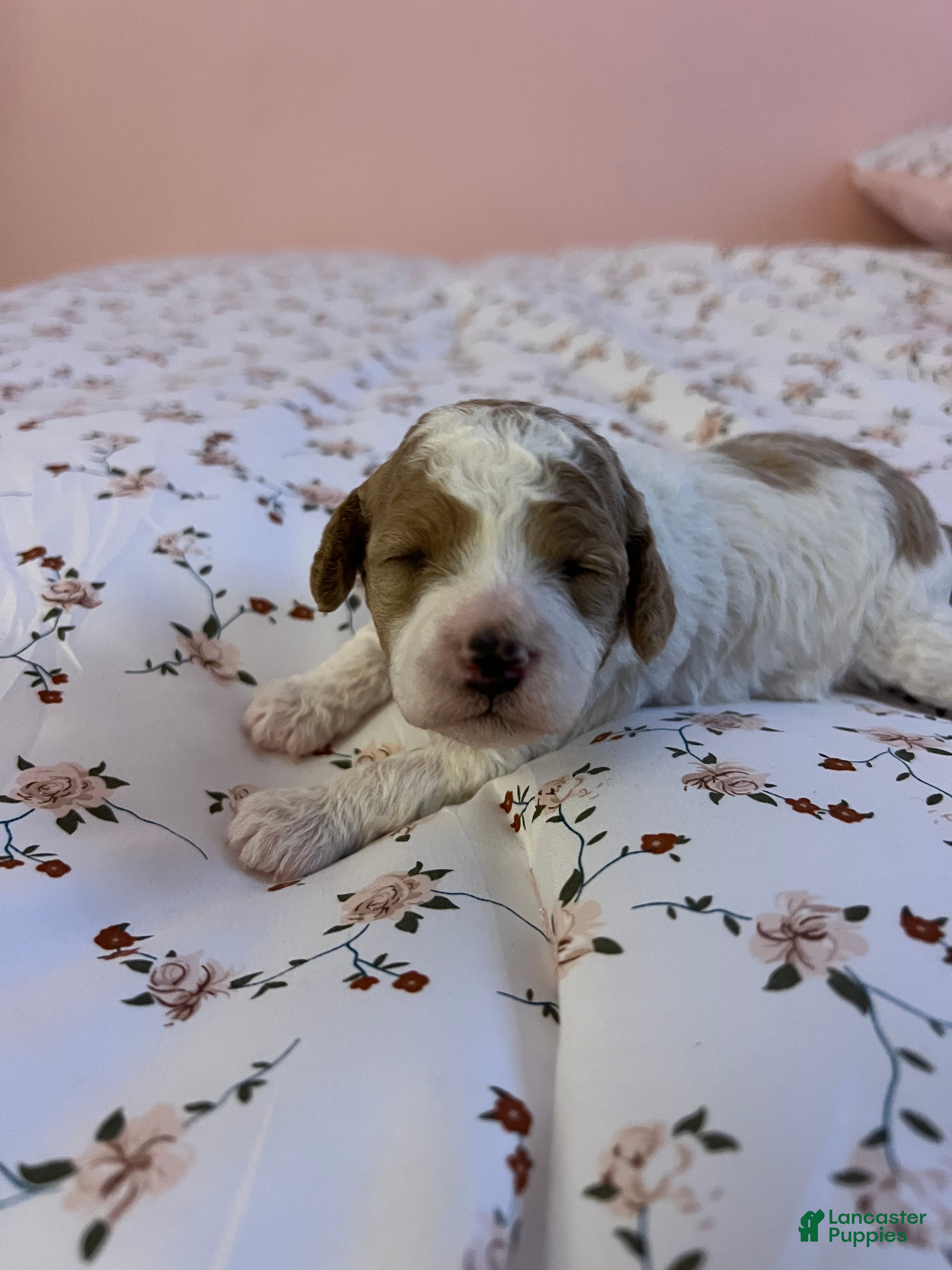 Cavapoo dogs Cavadoodle puppy - Ad 23
