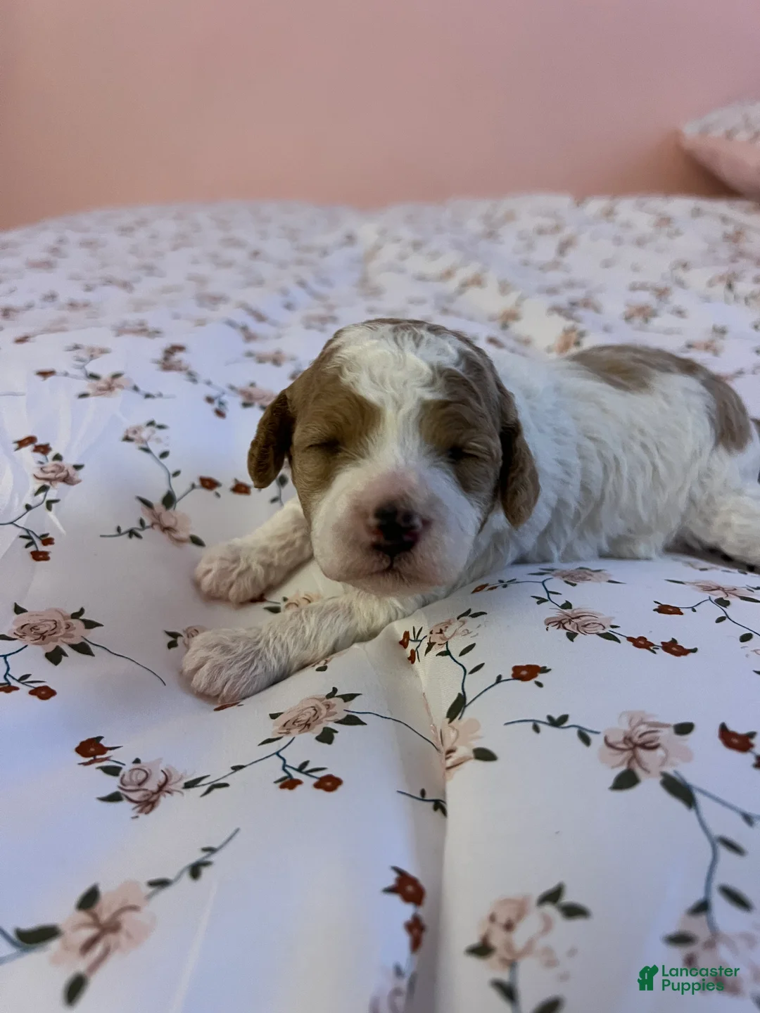 Cavapoo dogs for sale: Cavadoodle puppy - Ad 1