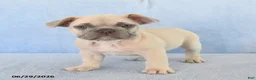 French Bulldog dogs for sale: Orlan - Ad 4