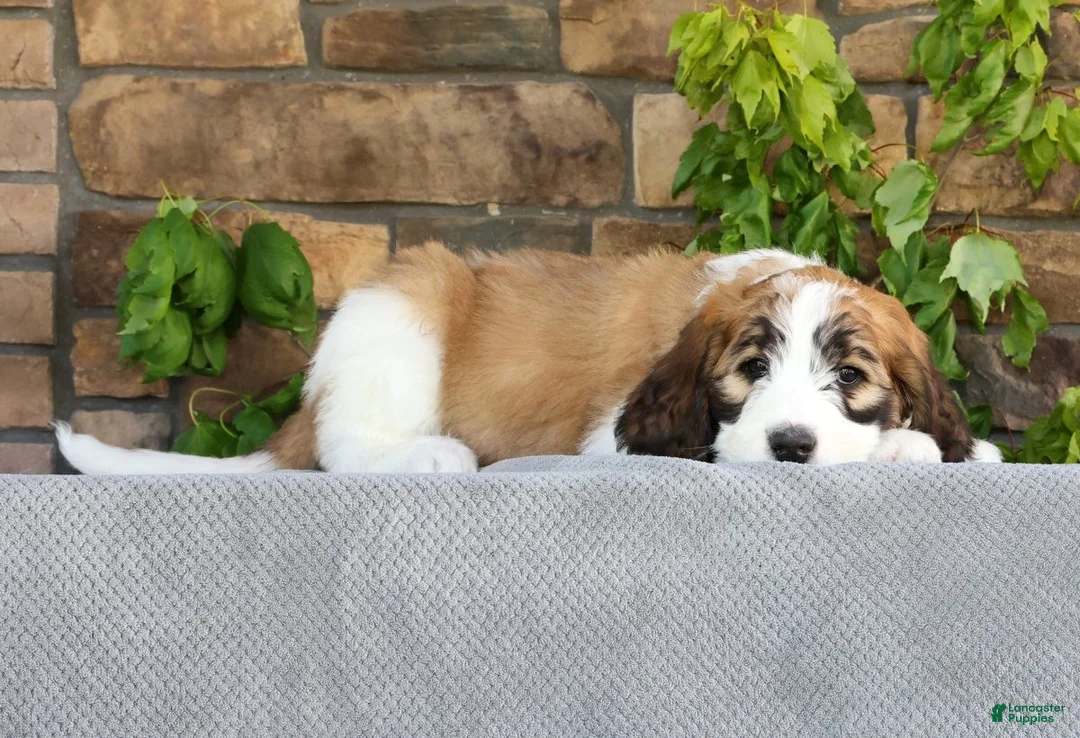 Saint Berdoodles dogs for sale: Amber - Ad 1