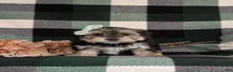 Morkie dogs for sale: Bethann 7 lbs Full Grown - Ad 1